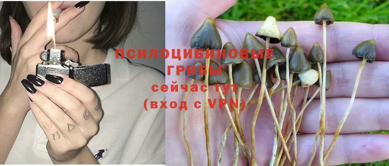 Псилоцибиновые грибы Psilocybine cubensis  Моздок 