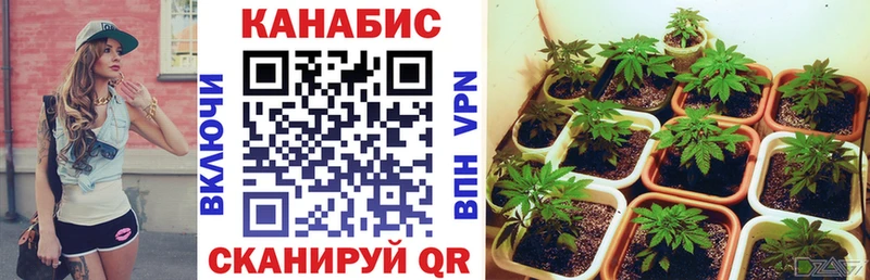 мориарти какой сайт  Моздок  Бошки марихуана Bruce Banner 